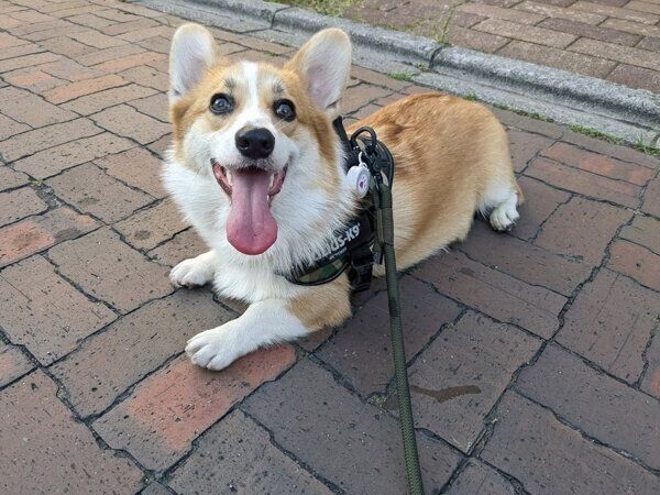 散歩を楽しむモルトちゃん