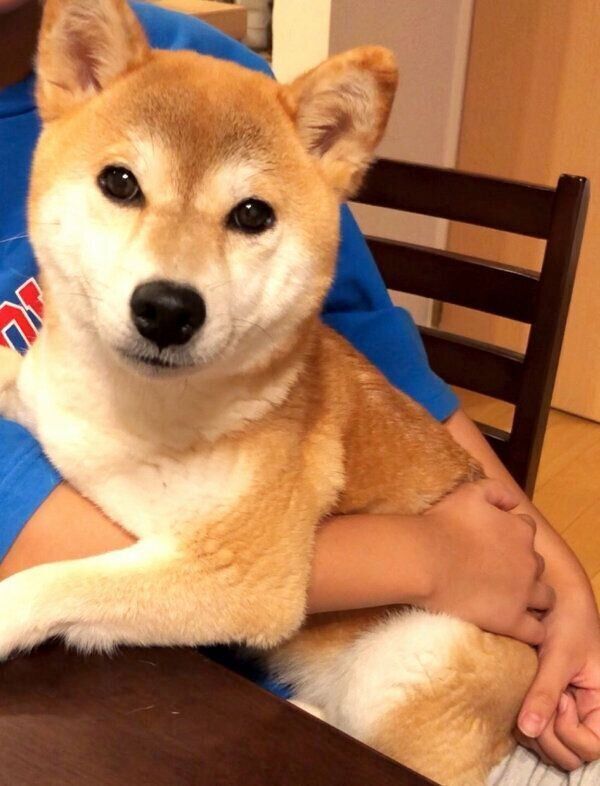 抱っこされるももちゃん