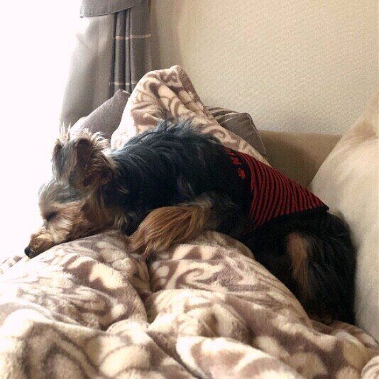 足元で寝るヨークシャー・テリア