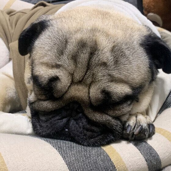 注意が必要な犬のいびきは？ 犬がいびきをかくときに注意すること いぬのきもち