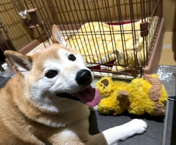 笑顔が可愛い福丸くん