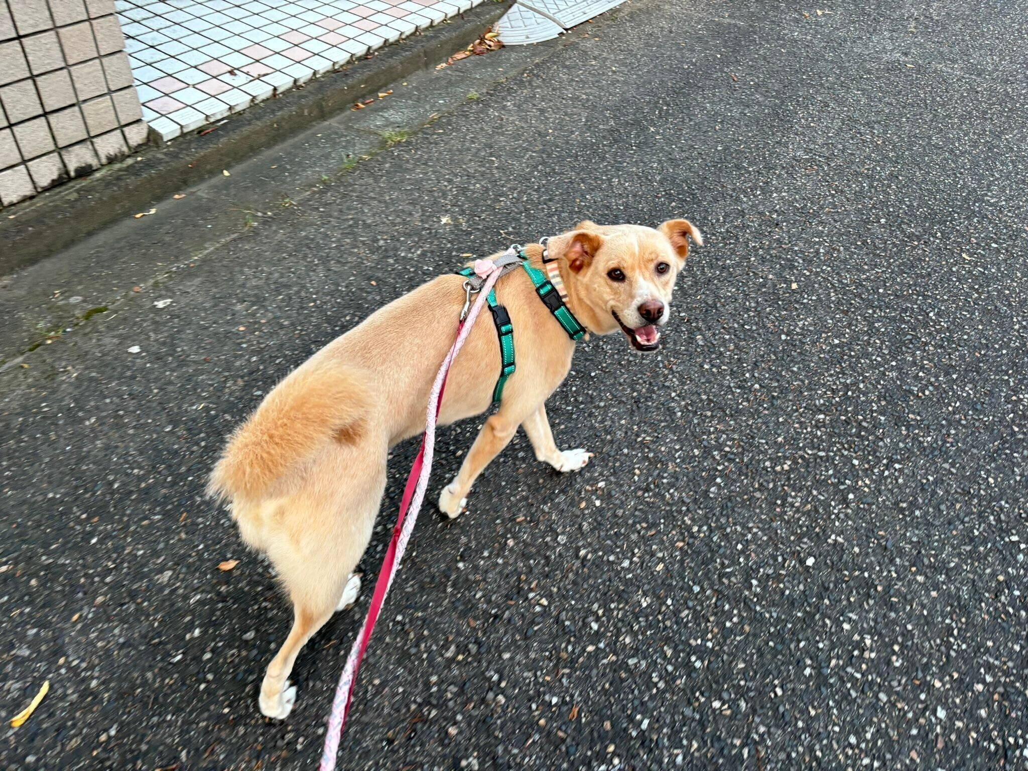 お散歩中の様子　とっても楽しそう