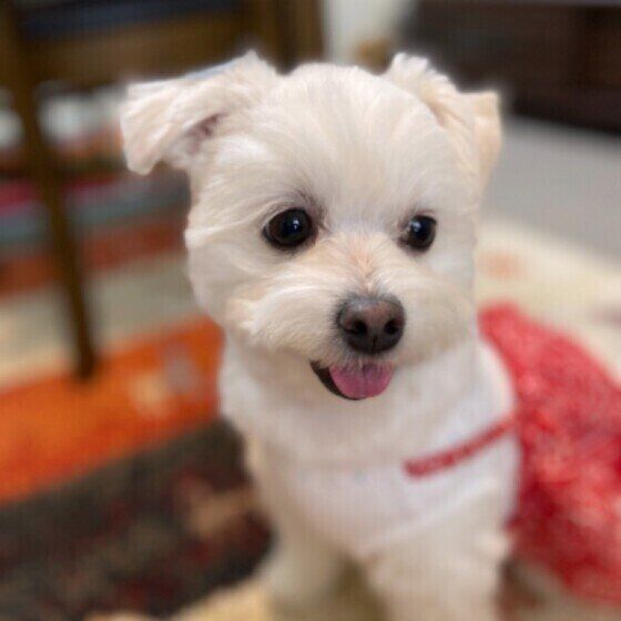 舌を出すMIXのララちゃん