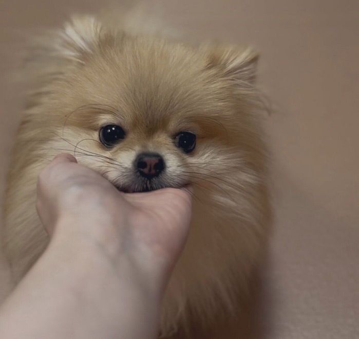 あご乗せをするなごみちゃん