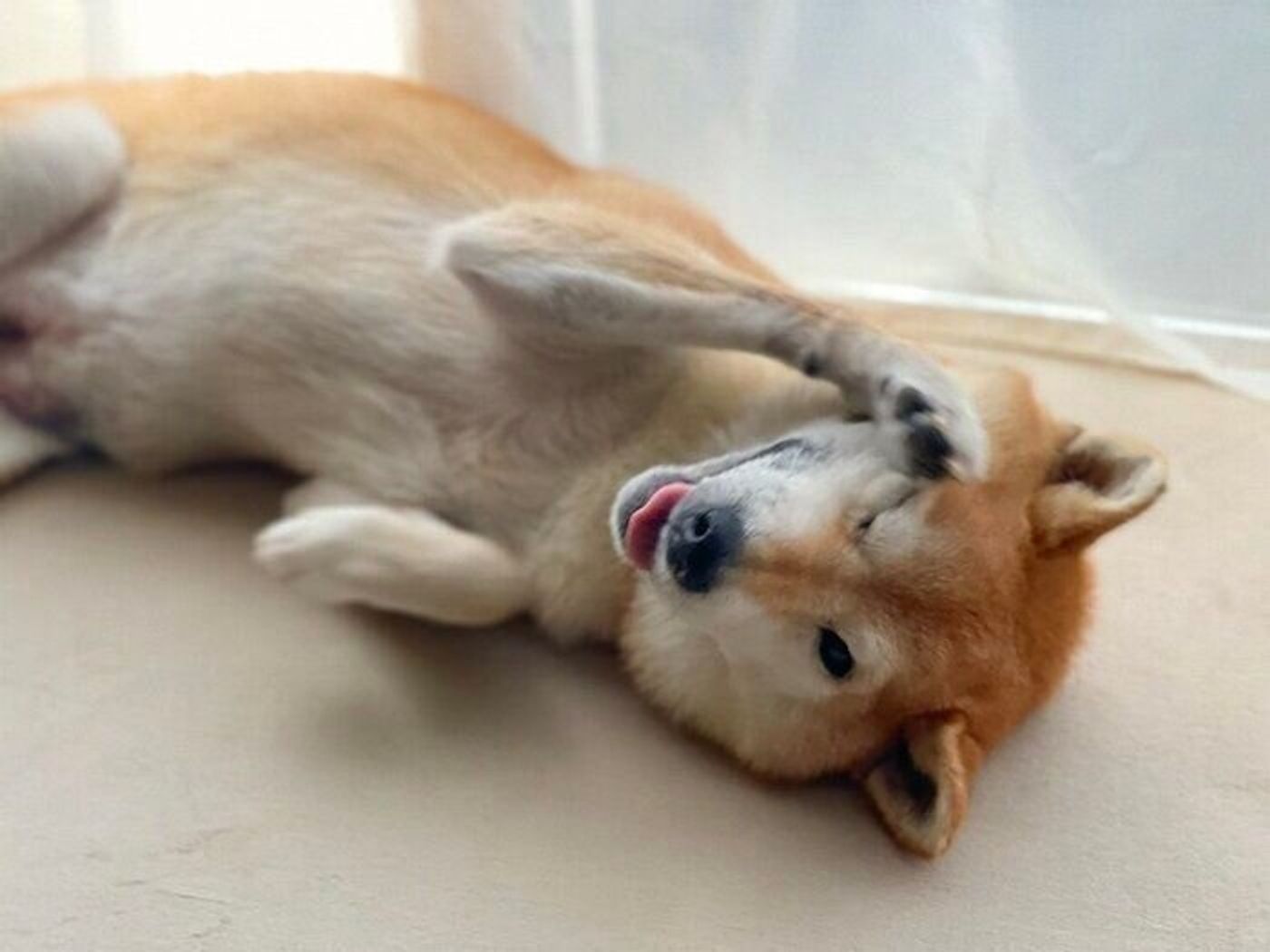 テクテク早足で散歩する柴犬マロたん 家に帰れば もう一歩も動けません 状態に いぬのきもちweb Magazine テクテク早足で散歩する柴犬マロたん 家に帰れば もう一歩も動けません 状態に いぬのきもちweb Magazine