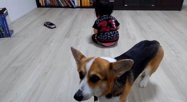 コーギーと坊や