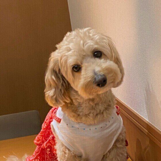 Mixのモカちゃん