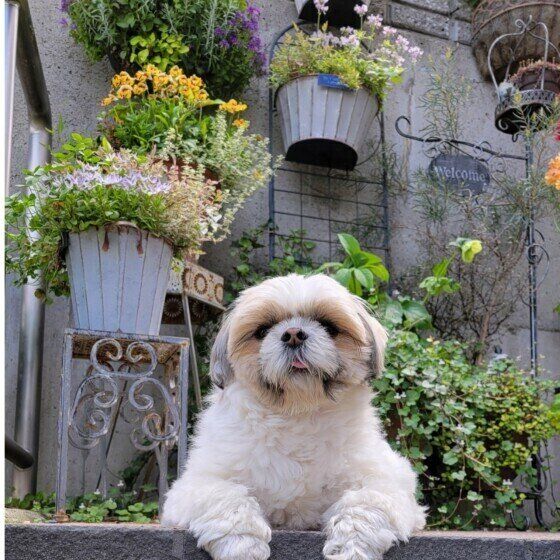 犬が自分の体を舐める理由とは キレイにしている? それともストレス? いぬのきもち