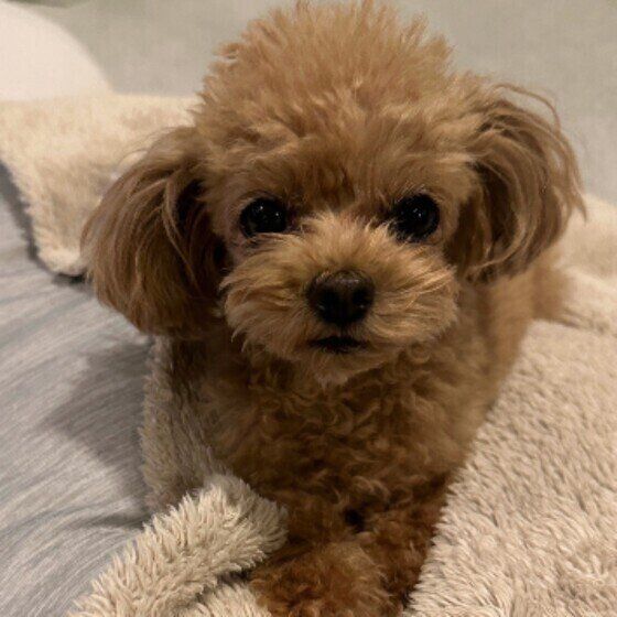 トイ・プードルのマロンくん