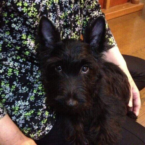 膝の上でくつろぐスコティッシュ・テリア