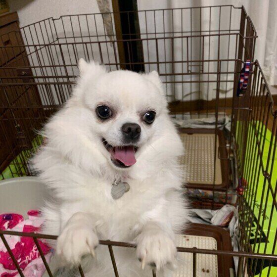 チワワのそらくん