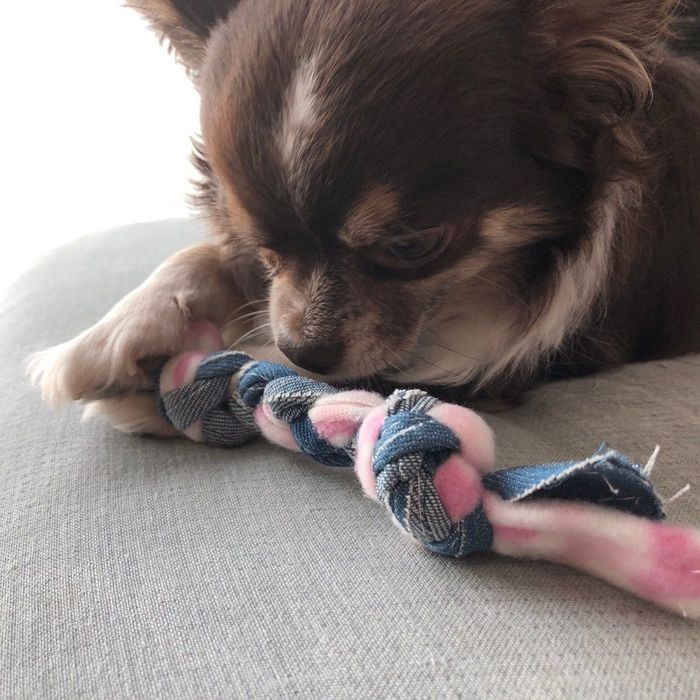 チワワにピッタリ