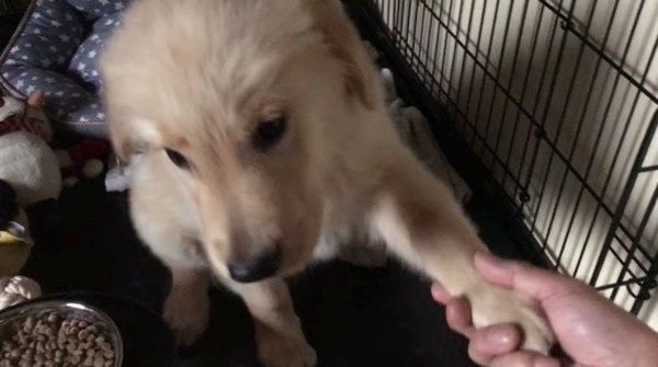 お手をするゴールデン・レトリーバー