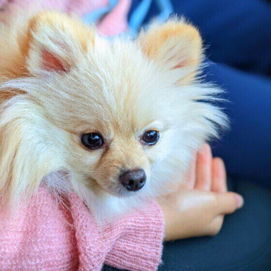 おやつを見つめる犬