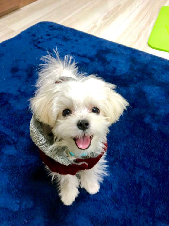 笑顔なマルチーズ