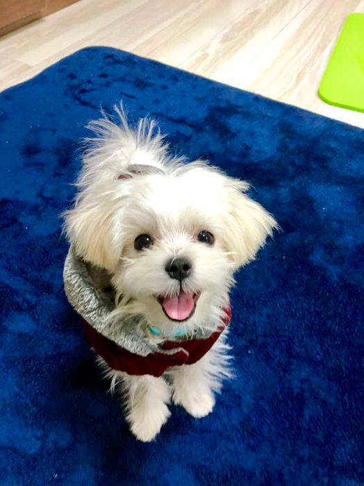 笑顔なマルチーズ