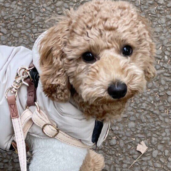 獣医師監修：犬の「尿もれ」どうすればいい？