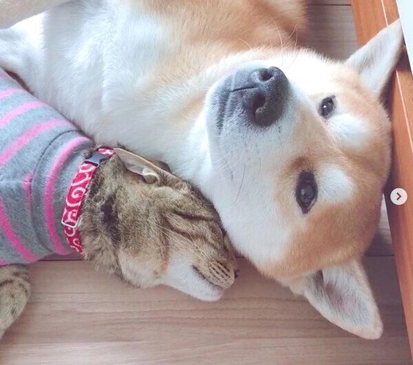 寄り添うHaluくんとMugiくん