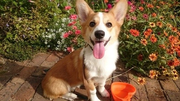 お花畑で水分補給中のウェルシュ・コーギー・ペンブローク