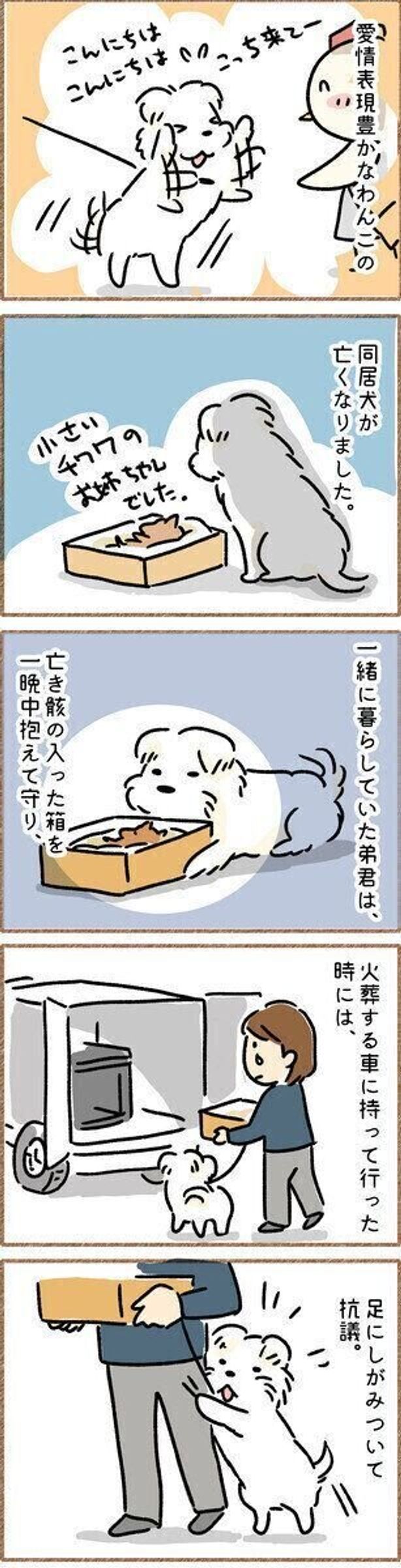 犬もペットロスに 愛情深い犬の話に切なくなる 連載 こぐま犬てんすけ Vol 105 いぬのきもちweb Magazine 犬もペットロスに 愛情深い犬の話に切なくなる 連載 こぐま犬てんすけ Vol 105 いぬのきもちweb Magazine