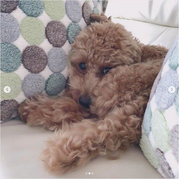 狭いところ大好きワンコ