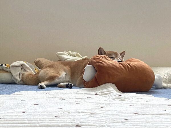 クッションを上手に使って眠るぽてとくん