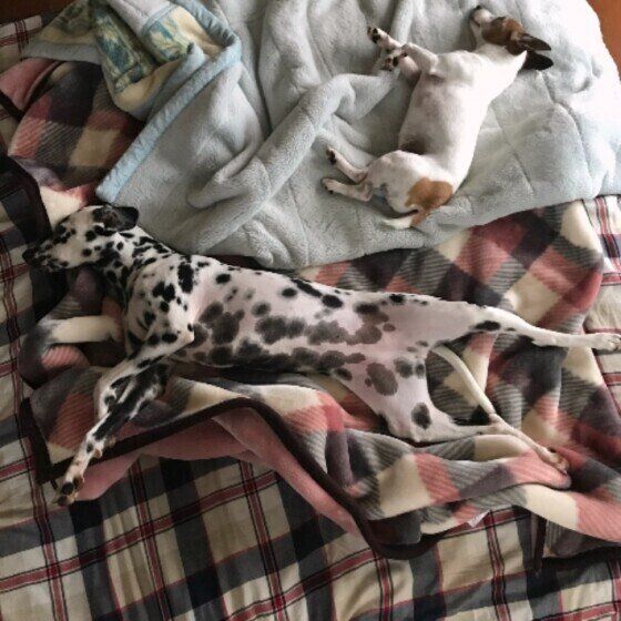 眠るダルメシアン