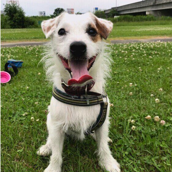 ジャック・ラッセル・テリアのモモの助くん