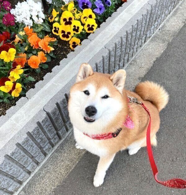 笑顔が可愛いまるちゃん