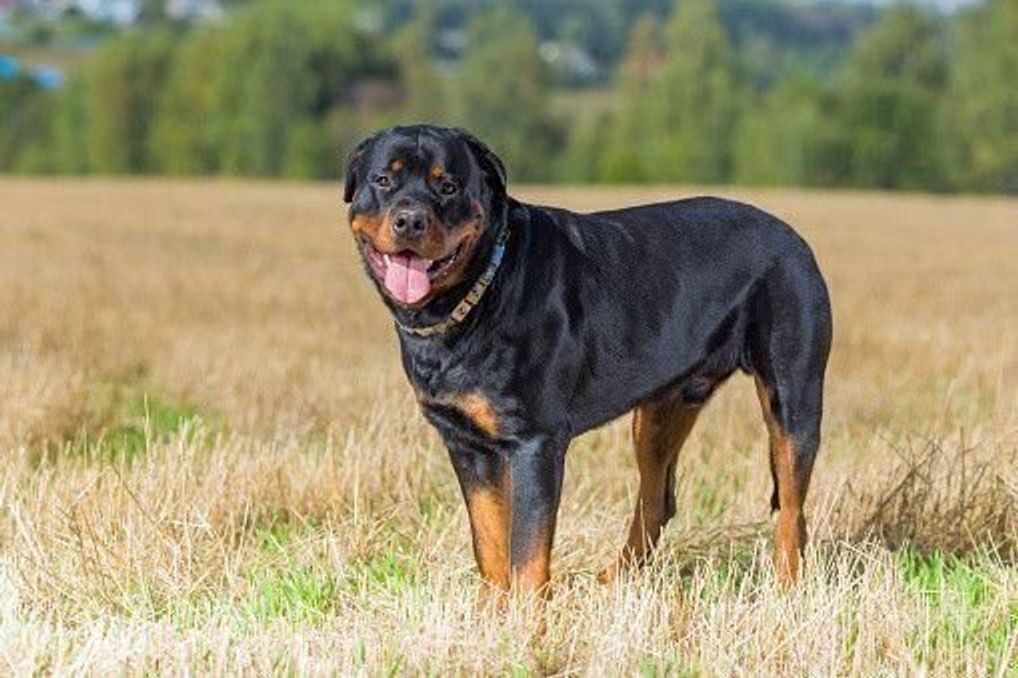 ロットワイラーの特徴 性格 最新価格と飼い方 いぬのきもち 犬図鑑 いぬのきもちweb Magazine ロットワイラーの特徴 性格 最新価格と飼い方 いぬのきもち 犬図鑑 いぬのきもちweb Magazine