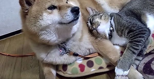猫と柴犬