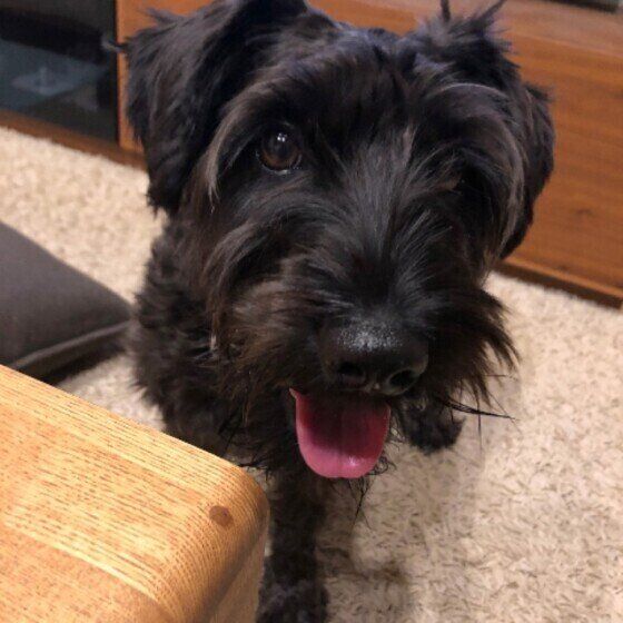 笑うミニチュア・シュナウザー