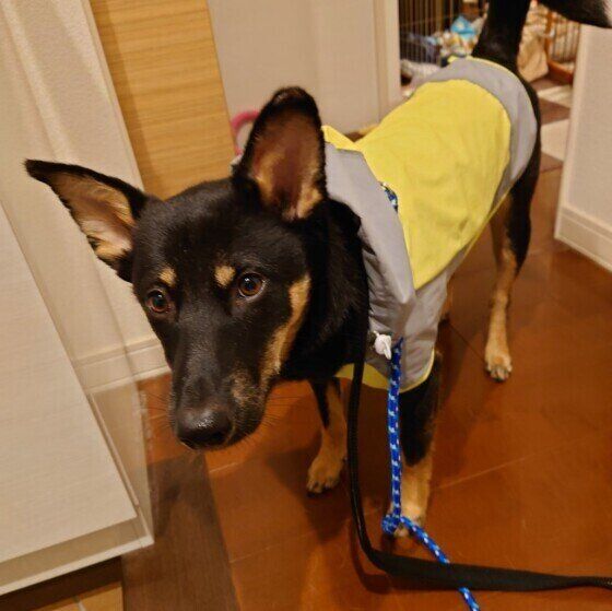 お散歩に行く犬