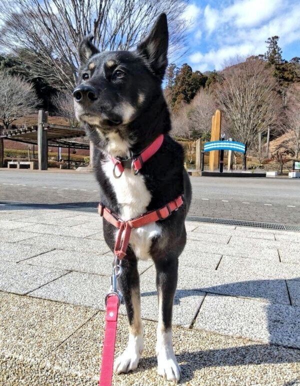 散歩をするルアちゃん