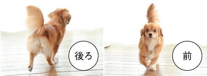 歩くときの動画を撮影しよう