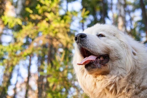 グレート・ピレニーズの特徴・性格 最新価格と飼い方｜いぬのき