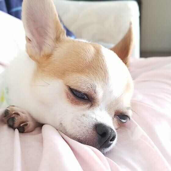 眠たそうなチワワ