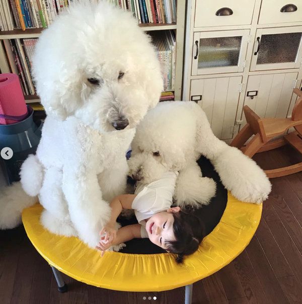 スタンダード・プードルのりくちゃんとがくちゃん