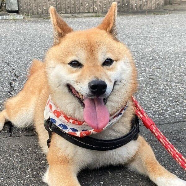 散歩後に満面の笑みを浮かべるてんちゃん