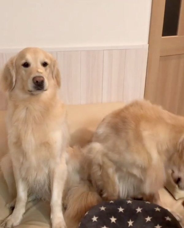 おやつをもらうゴールデン・レトリーバー