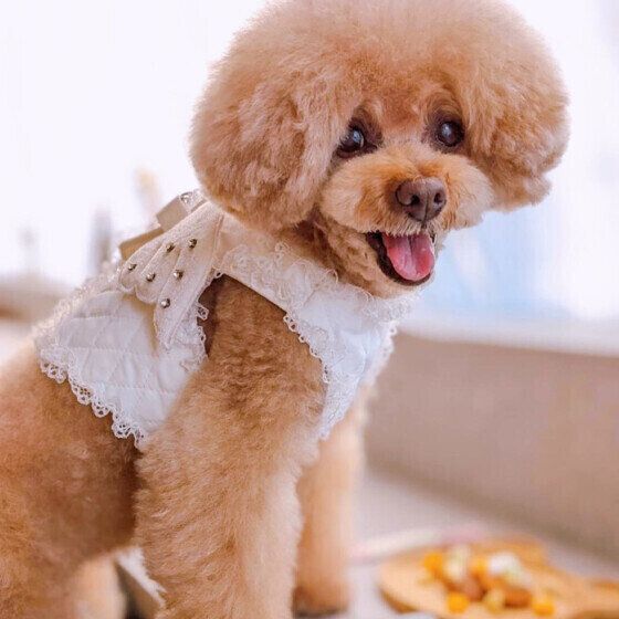 トイ・プードルのプリマちゃん