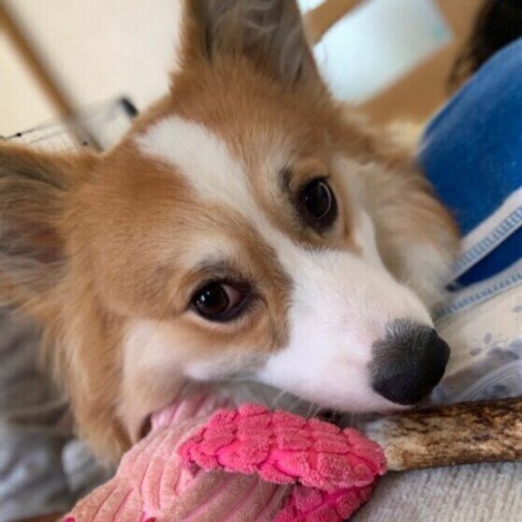 遊ぶウェルシュ・コーギー・ペンブローク