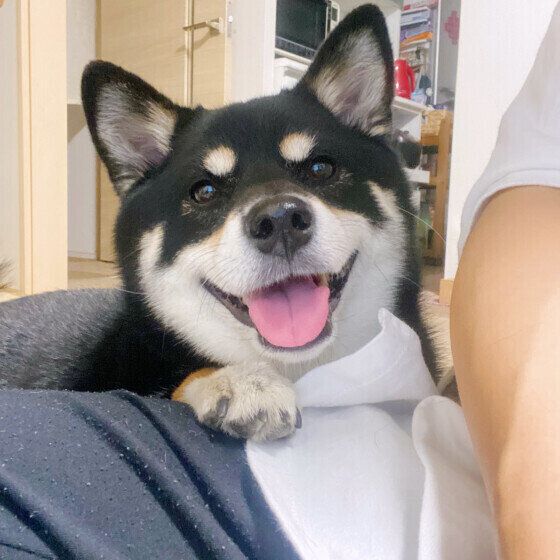 犬がつい心を許しちゃう？ 犬になつかれやすい人の特徴とは いぬのきもち