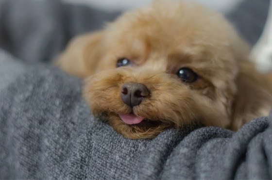 トイプー可愛い 人間だと思っている 腕枕