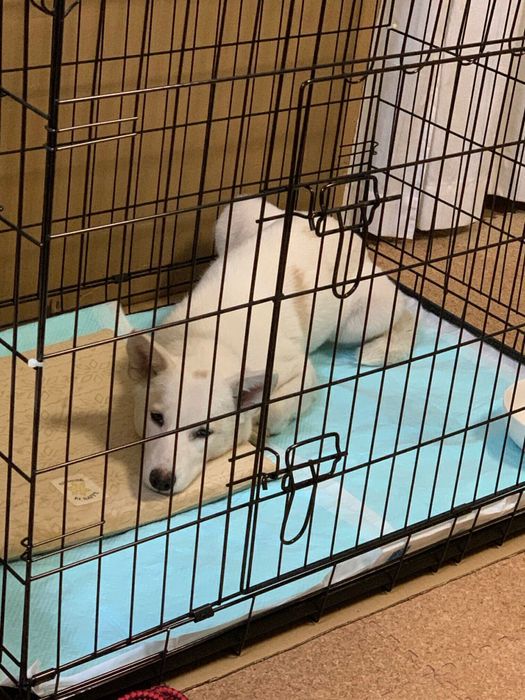 飼い主さん宅にやってきた頃のらっちゃんの様子