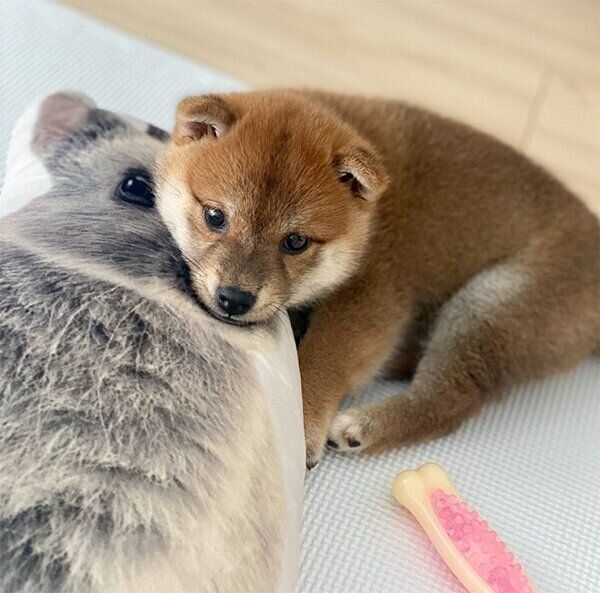 お迎えしたばかりの頃のなつめちゃん