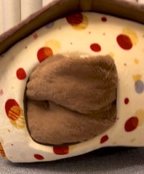 別荘に立てこもる文太くん