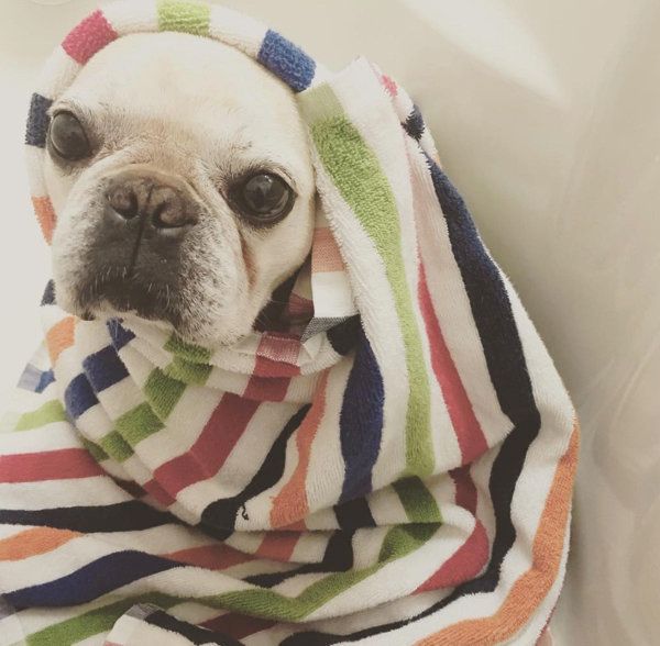 フレンチ・ブルドッグの豆福ちゃん