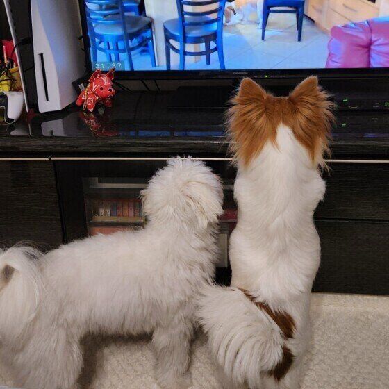 マルチーズのハツミくんと同居犬ちゃん