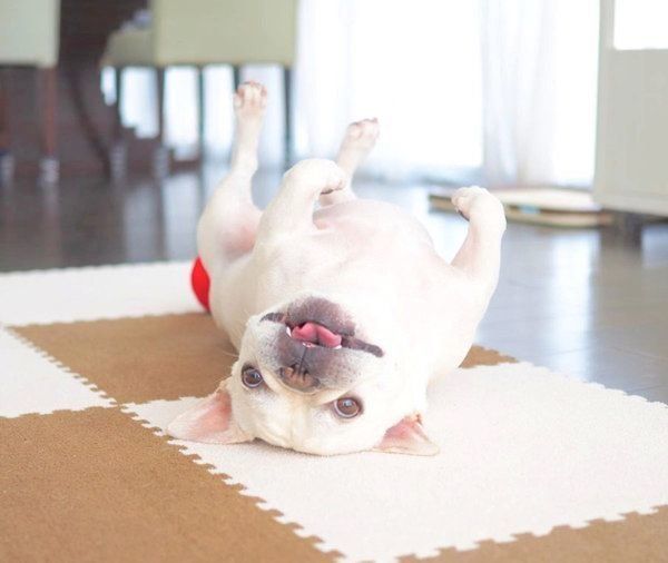 寝転がるれおんくん